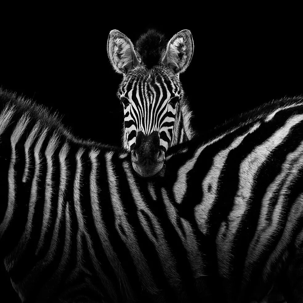 Черно белые звери. Черно белые животные. Зебра черно белая. Зебра на черном фоне. Животные на черном фоне.