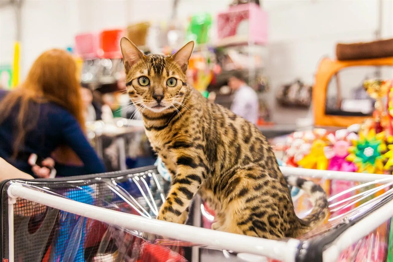 Купить кошку в москве. Кошарики шоу. Кошка в магазине продается. Выставка кошек продажа котят. Кошарики в Питере.