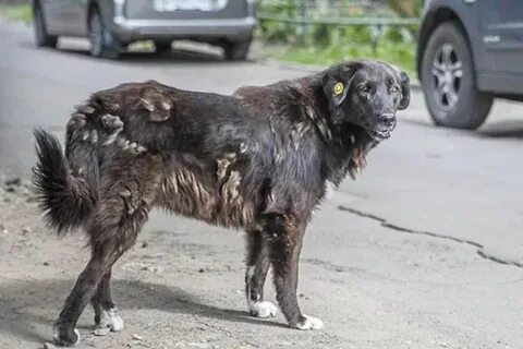 Чипированные собаки