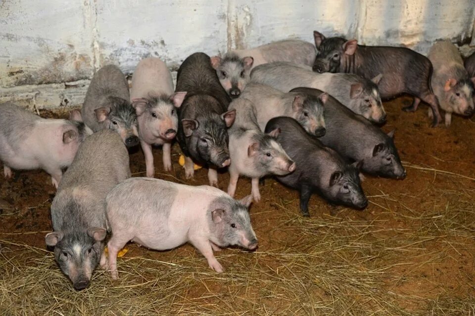 коровники в хабаровском крае. скотоводство в мире. отрасли животноводства в хабаровском крае. животноводство хабаровского края. агропромышленного комплекса хабаровского края.