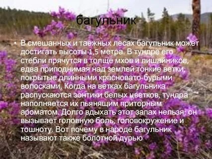 Багульник описание