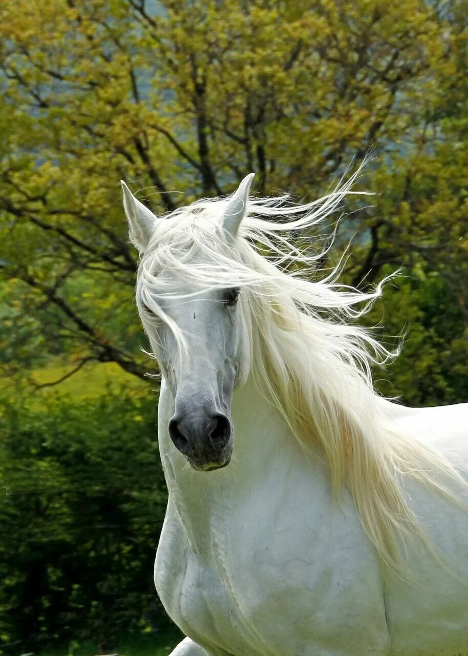 Андалузская лошадь белоснежная. Очень красивые лошади. Красивая белая лошадь. На белом коне.
