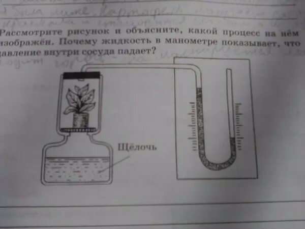 Рассмотрите рисунок в каком сосуде семена. На рисунке изображён опыт, демонстрирующий.... Рассмотрите рисунок о чем свидетельствует опыт изображенный. Сосуд с растением и манометр. Расскажите об опыте изображенном на рисунке 148.