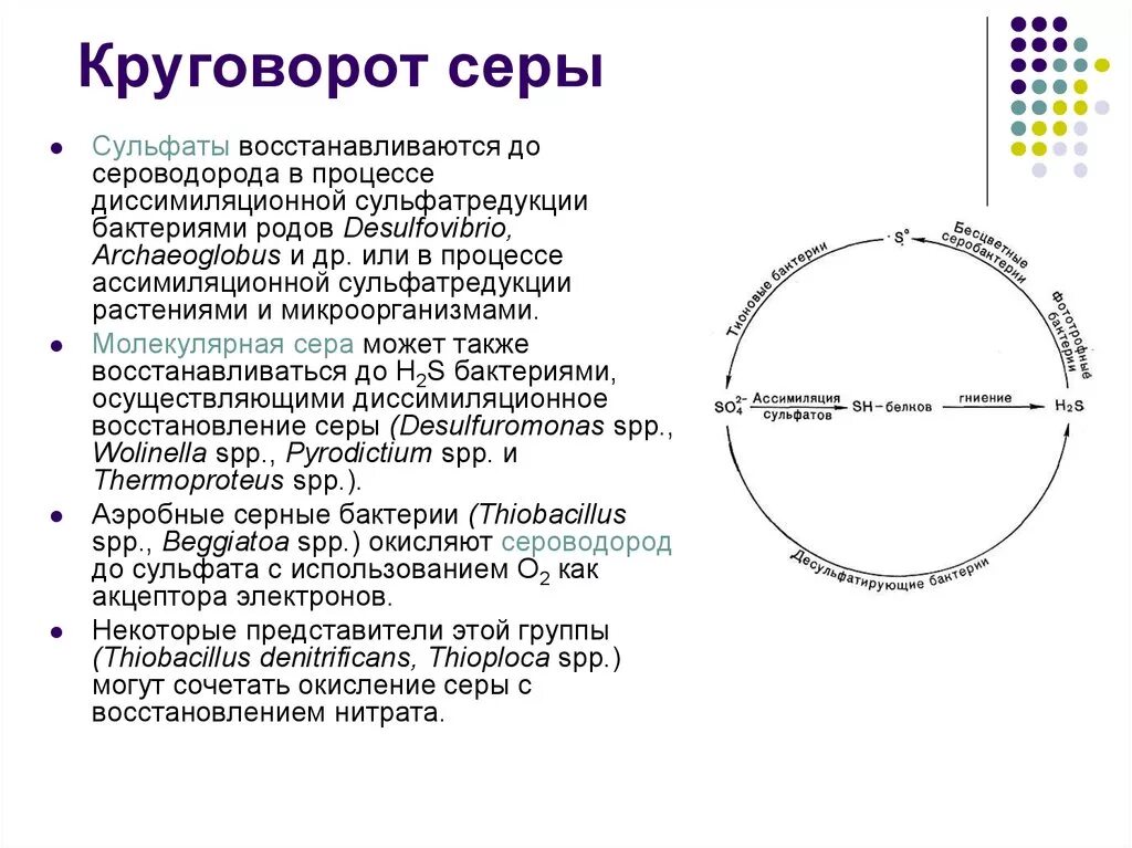 Круговорот серы в природе схема кратко. Цикл серы микробиология. Круговорот серы схема. Процессы круговорота серы.