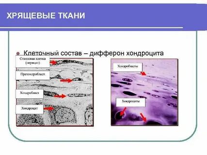 Основные клетки хрящевой ткани