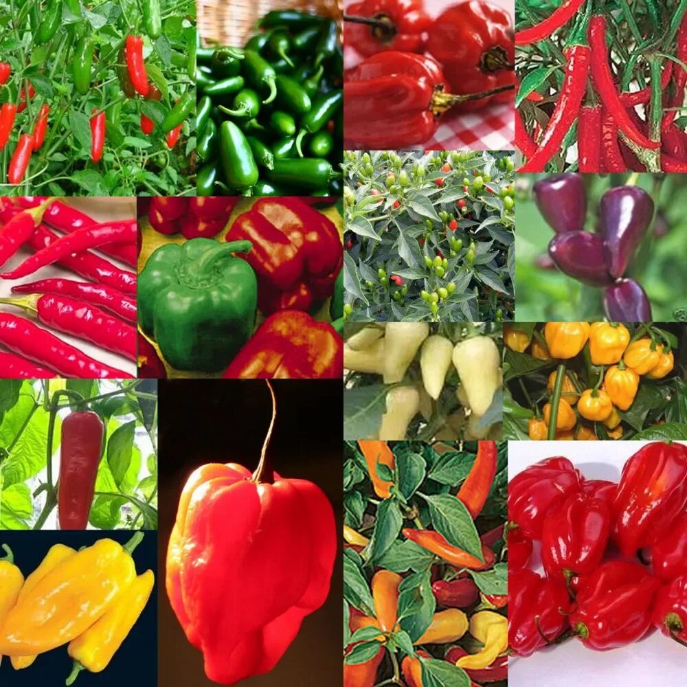 Перец острый пенис пеппер. Цвет pepper. Какого цвета бывает перец. Большой перец. Перец 40 разбойников.