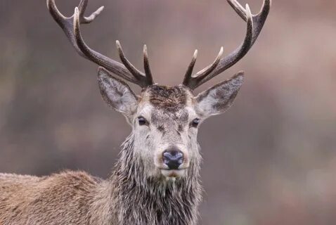 Stag