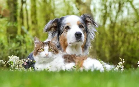 Cat dog green