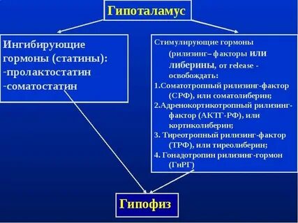 Рилизинг факторы гипоталамуса