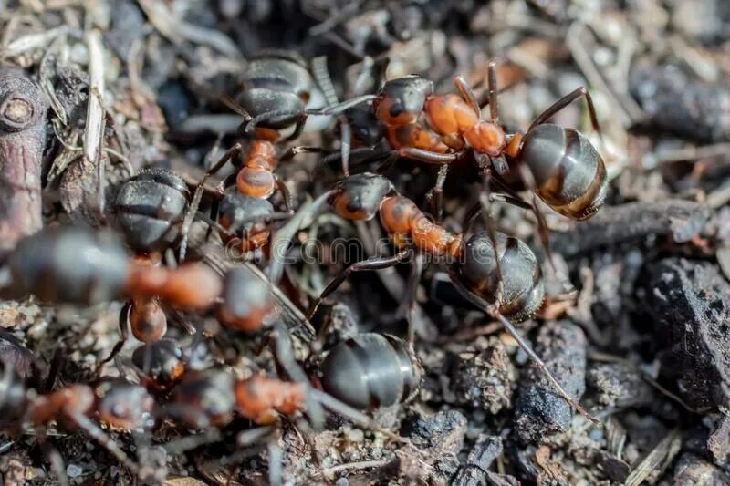 Тропические муравьи-кочевники. Головастый муравей-листорез. Насекомые леса. Муравьи фуражиры. Муравейник в лесу.