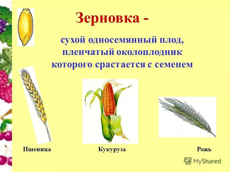 многосемянные плоды зерновка. костянка односемянный или многосемянный плод. сухие плоды односемянные и многосемянные. семянка односемянный плод. плод у растения пшеница зерновка.