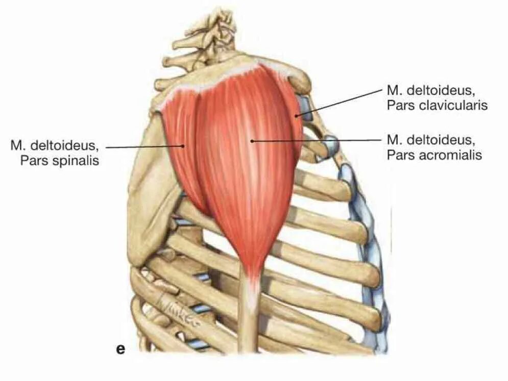 Дельтовидная мышца анатомия функции. Пучки дельтовидной мышцы анатомия. Musculus deltoideus анатомия. Дельтовидная мышца (m. deltoideus).