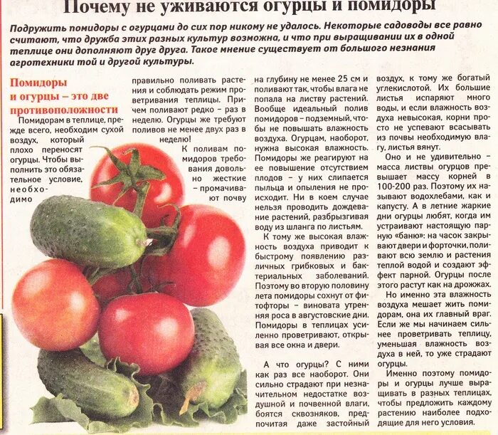 Почему огурцы и помидоры нельзя есть вместе. Панкреатит фрукты. Фрукты и овощи разрешенные при панкреатите. Помидоры при панкреатите поджелудочной. Можно при панкреатите есть помидоры и огурцы.