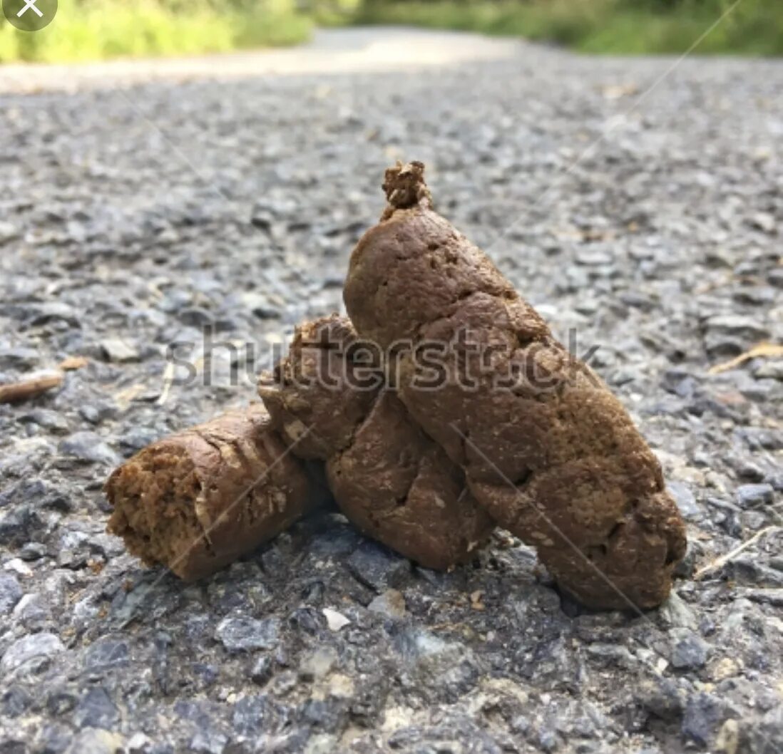 Шутки про мишку. Как вести себя в тайге. Злая какашка. Мужик подожди что спрошу. Идет какашка по лесу.