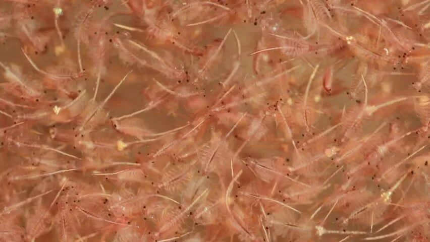Жаброногий рачок артемия салина. Brine shrimp. Рачки artemia. Жаброногие рачки артемия салина. Креветки артемия салина.