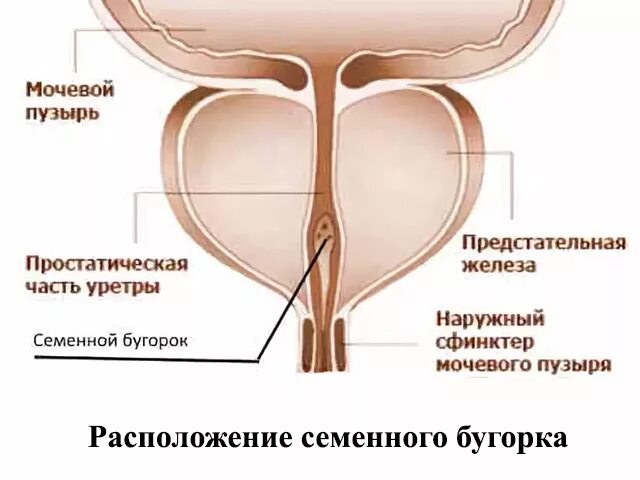 Предстательная железа уретра