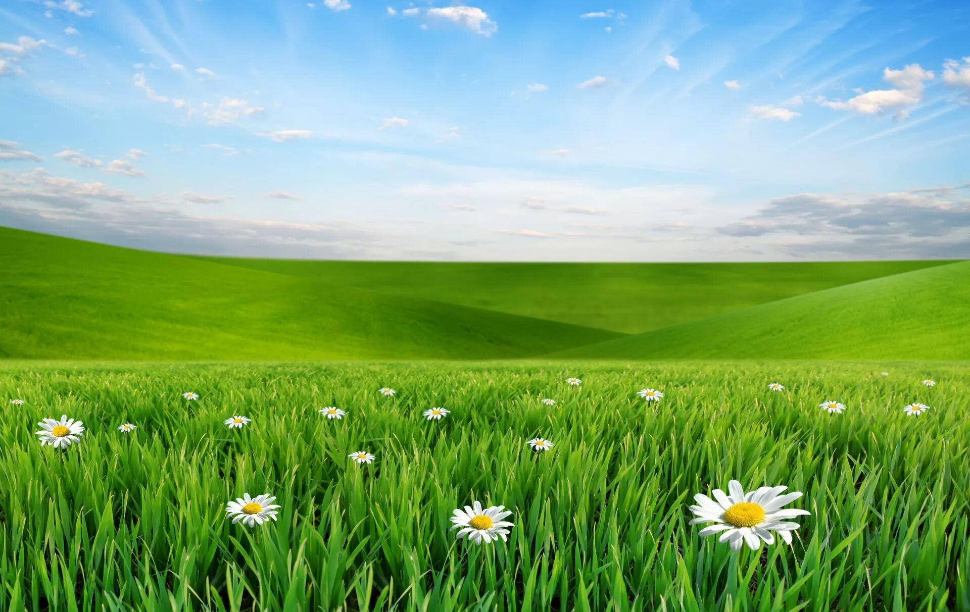 Зеленый луг купить. Зеленое поле. Красивое поле. Зеленый луг. Трава и небо.