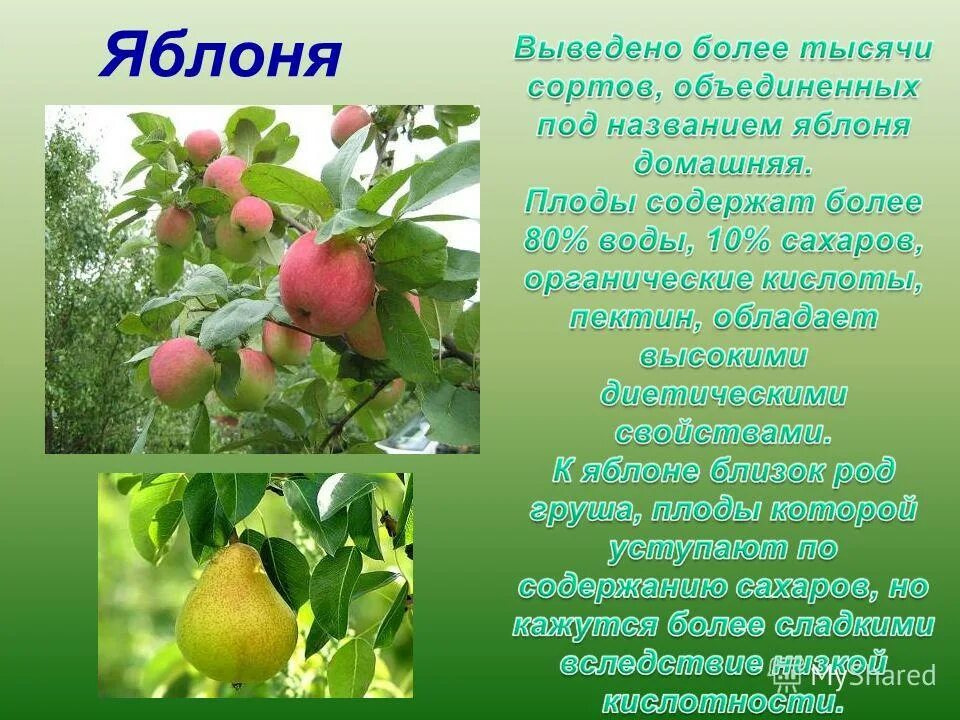 культурные представители. яблоко это костянка. примеры семян однодольных растений. покрытосеменные розоцветные растения. яблоня двудольное.
