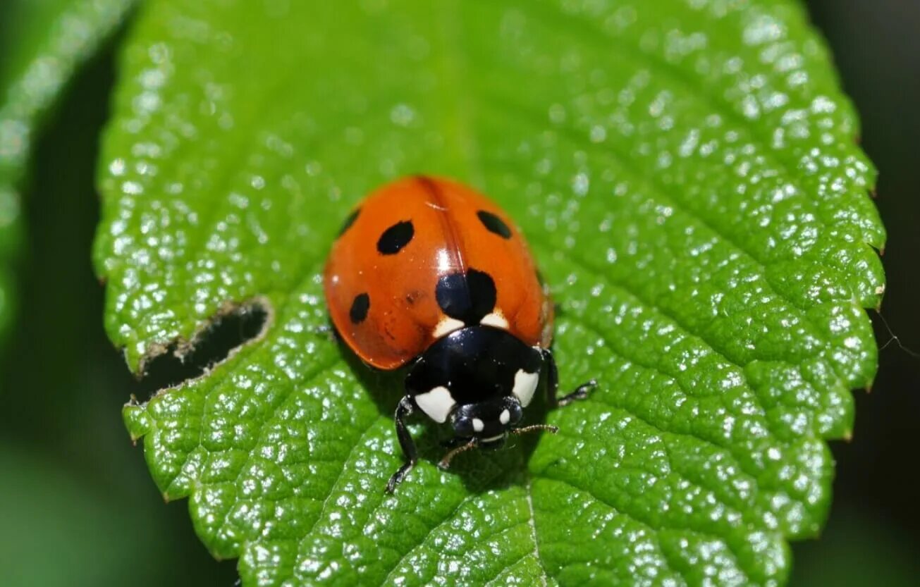 Семиточечная божья коровка. Семиточечная коровка. Coccinella septempunctata (коровка Семиточечная). Жук Божья коровка.