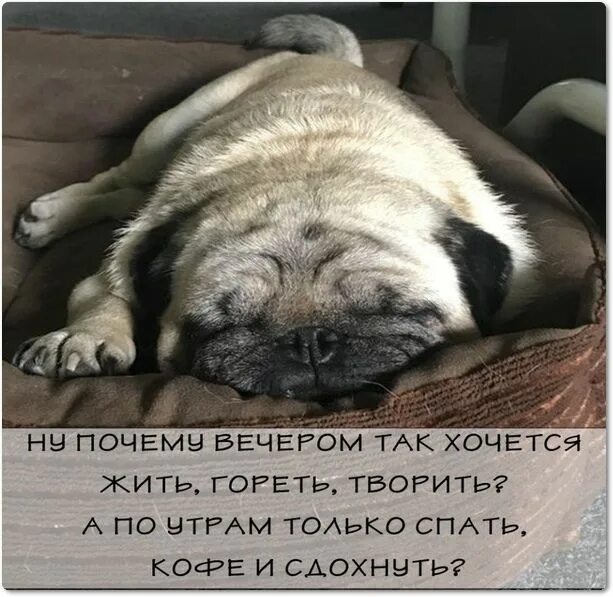 Уроки лучше делать днем а не вечером. Так хочется спать. Утром хочется спать. Доброе сонное утро. Доброе утро как хочется спать.