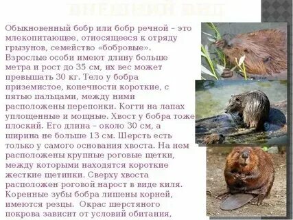 Краткий пересказ стары бабер. Книги о бобрах для детей. Книги о бобрах для детей. Краткий пересказ стары бабер. Краткий пересказ стары бабер.