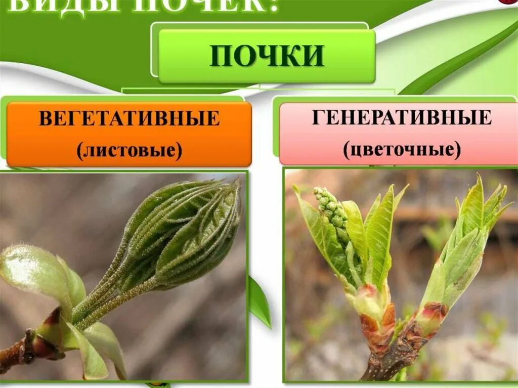 Функции генеративных почек. Вегетативные и генеративные побеги. побег и почки. побег биология. строение и виды почек слайд.