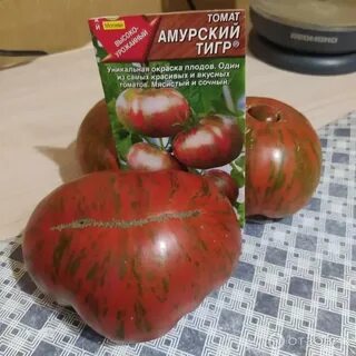 Сорт томата амурский тигр фото и описание