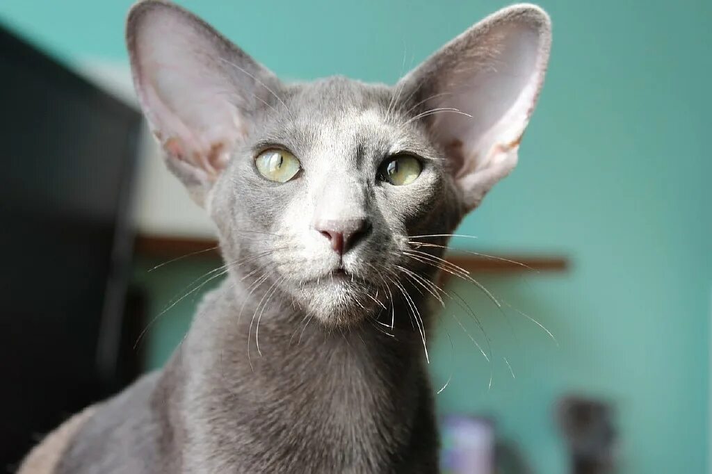 ориенталы в нижнем новгороде. ориентал кошка экстремал. черный ориентальный кот. помет ориентала. ориентальная мраморная кошка.