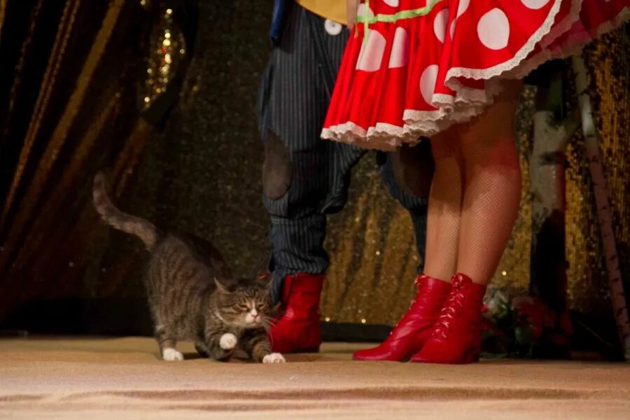 Кот в цирке. Цирк с котами. Кошачий цирк куклачёва. Кот циркач.