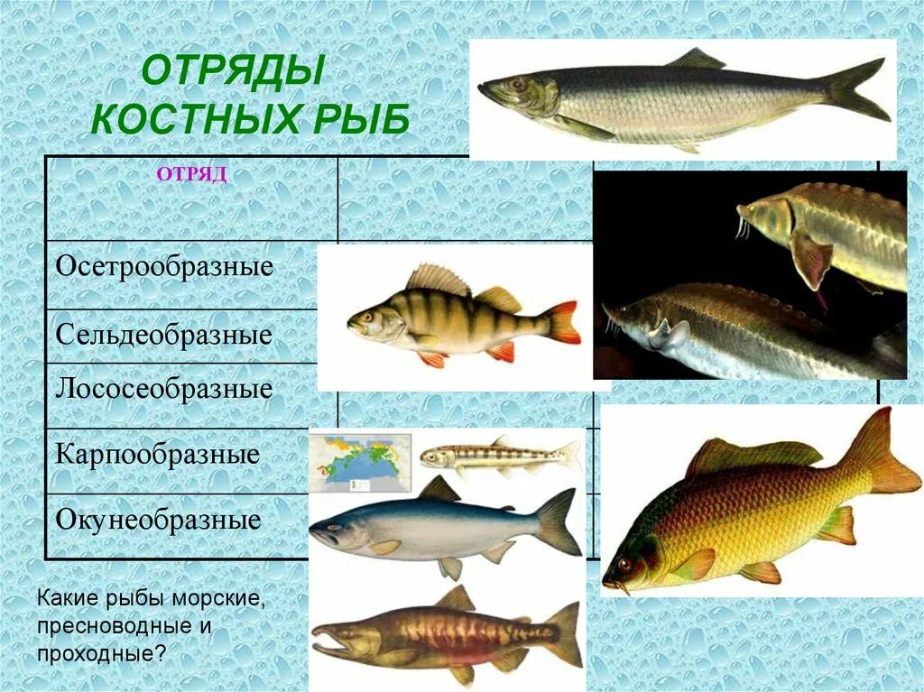 Класс костные отряд Лососеобразные. Отряд Осетрообразные представители таблица. Отряды костных рыб. Класс костные рыбы.