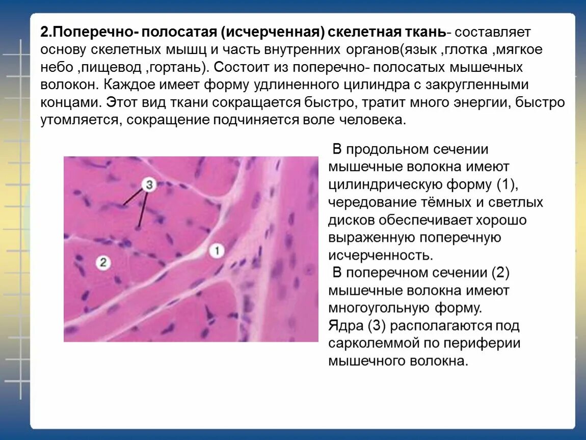 Волокна поперечно полосатой скелетной мускулатуры ядра