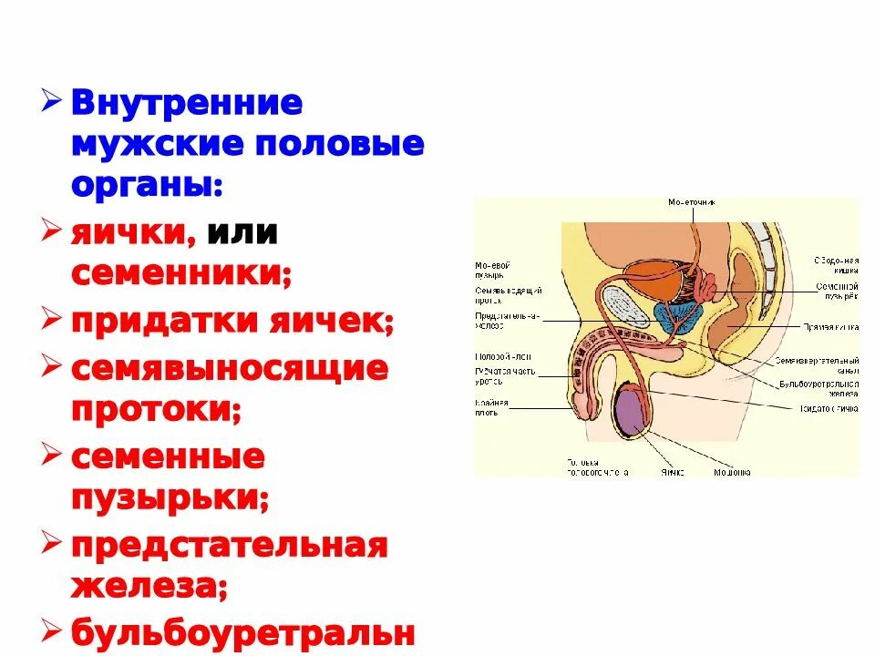 Репродуктивные органы мужчины. Перечислите внутренние и наружные мужские половые органы. Внутренние мужские пол органы анатомия. Внутренние половые органы мужчины строение. Схема строения мужской половой системы.