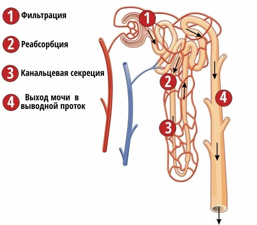 Нефрон ультрафильтрация. Строение нефрона реабсорбция фильтрация. Фильтрация, канальцевая реабсорбция, секреция.. Фильтрация реабсорбция секреция в почках. Строение нефрона почки реабсорбция.