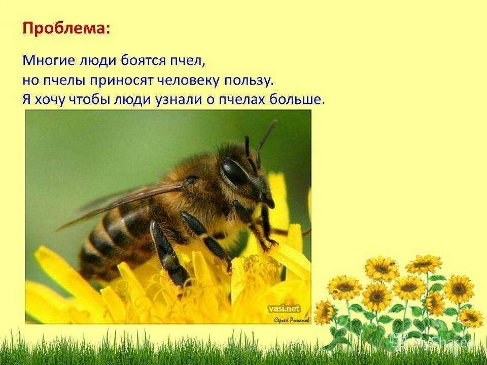 Проект про пчел 4 класс Насекомое одомашнено человеком