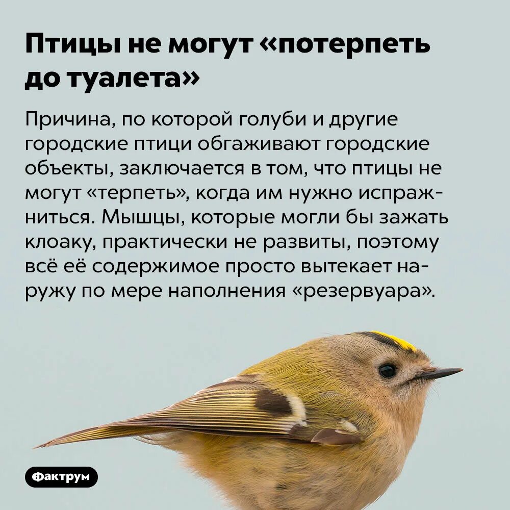 Почему птицы говорят. Птицы не могут терпеть. Птицы могут говорить по своему.