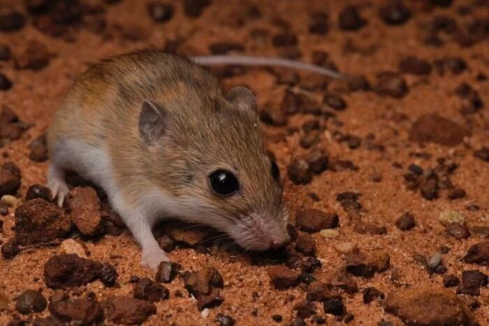 Mice with disrupted microbiomes dont forget their fear as they should How to det