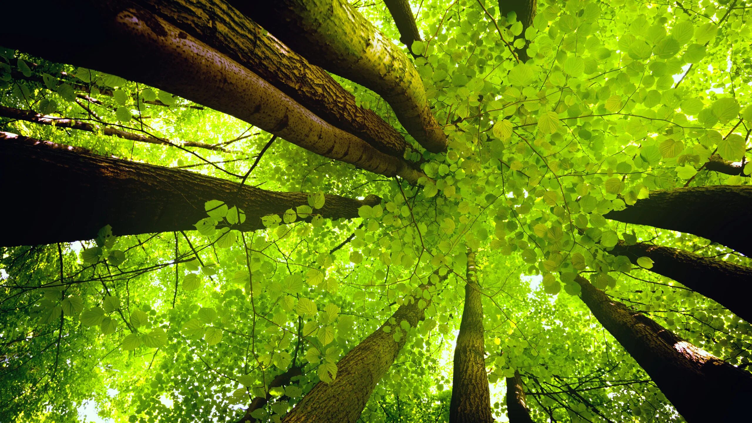 Клен американский ясенелистный. Деревья вид снизу. Лист стволы. Липа дерево в лесу. Клен остролистный кора.