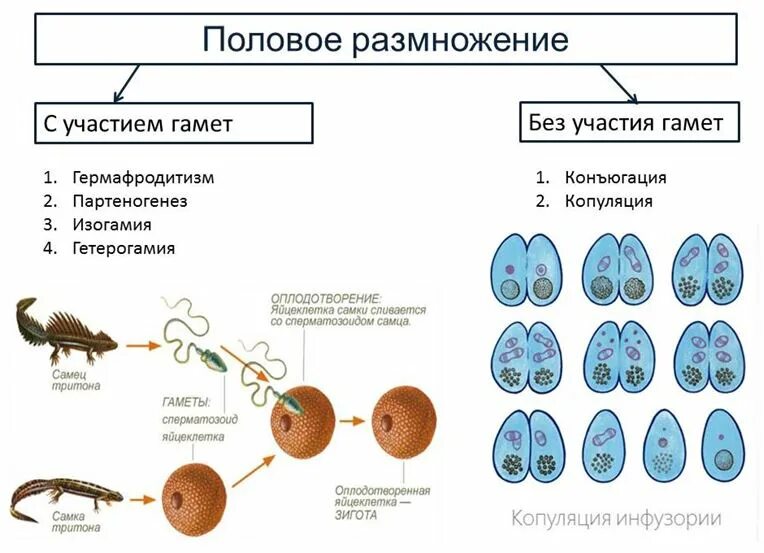 Образование спор партеногенез