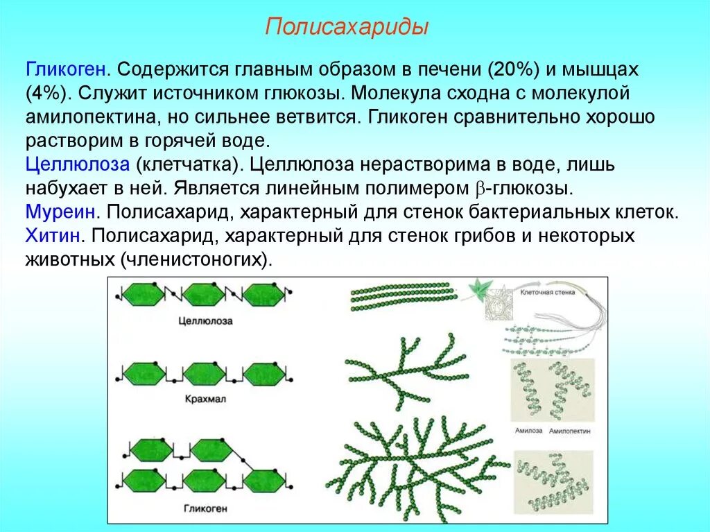 Гликоген. Гликоген не растворим в воде. Гликоген полисахарид. Клетки содержащие гликоген.