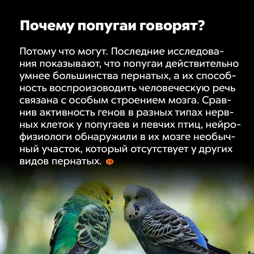 Отрицание к высказыванию любой попугай умеет разговаривать. Почему попугаи разговаривают. интересные факты о попугаях. волнистый попугай. интересные попугаи.