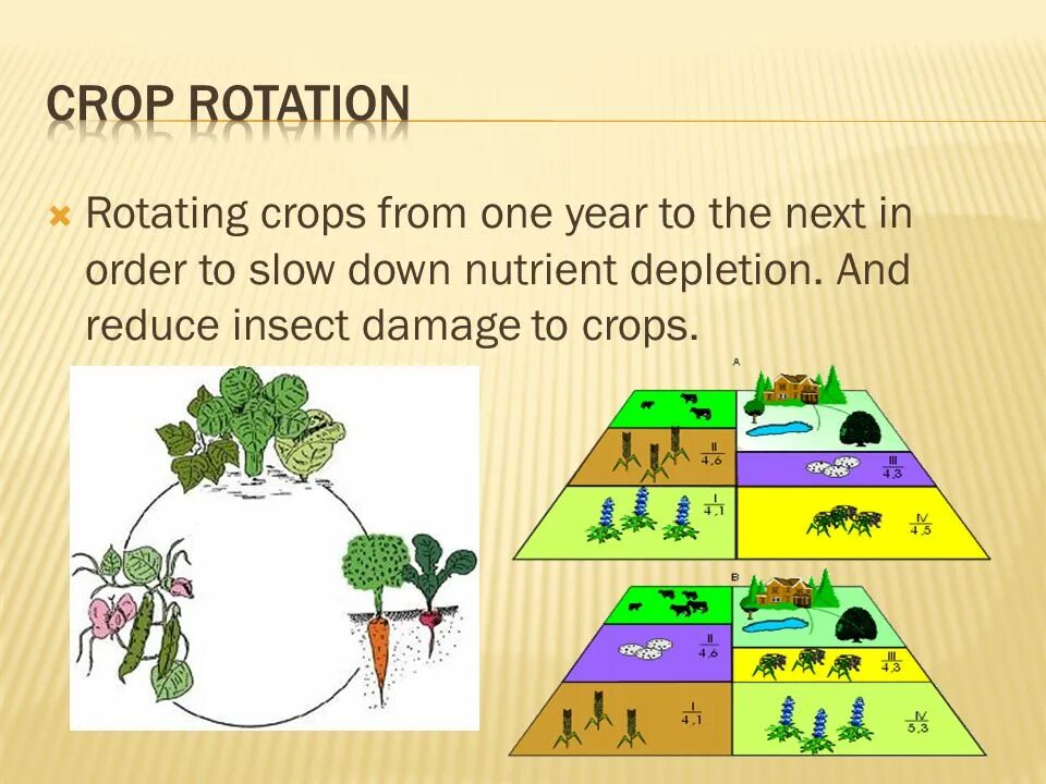 Crop rotation. Crop rotation scheme. троеполье схема.