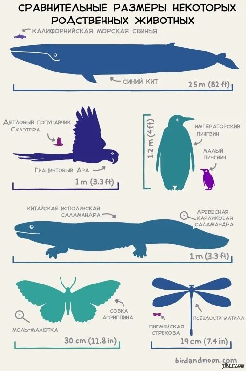 African animals size comparison. Animals size. Size comparison животные. Animals all sizes seperated. Animals size.