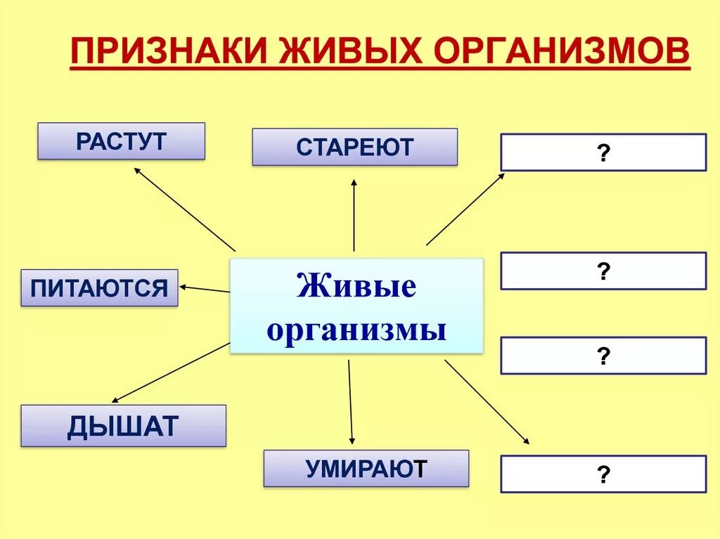 Свойства любого живого организма. Признаки живых организмов. Признаки живого. Признаки живых организмов биология. 5 Признаков живого организма.