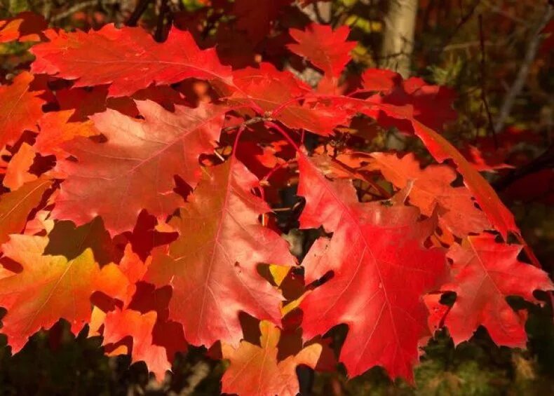 Красно черешчатый дуб. Дуб красный Quercus rubra. Канадский остролистный дуб листья. Дуб канадский краснолистный. Quercus rubra (дуб красный) 'Aurea'.