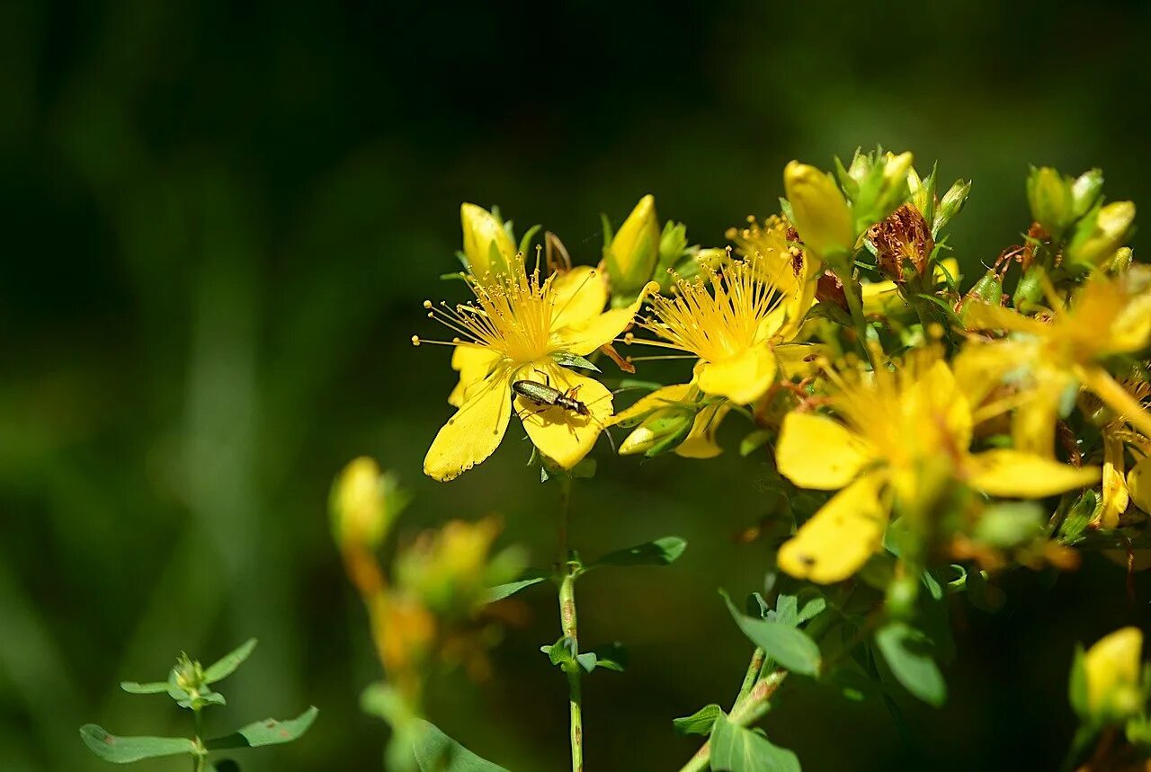 Зверобой 9. Hypericum perforatum. зверобой продырявленный hypericum perforatum l.. 3.8. зверобой продырявленный (hypericum perforatum l). зверобой сибирский.