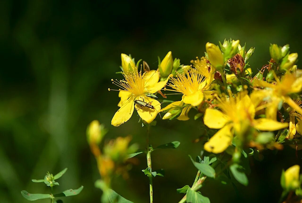 Видео зверобоя. Hypericum perforatum. Зверобой продырявленный Hypericum perforatum l.. 3.8. Зверобой продырявленный (Hypericum perforatum l). Зверобой Сибирский.