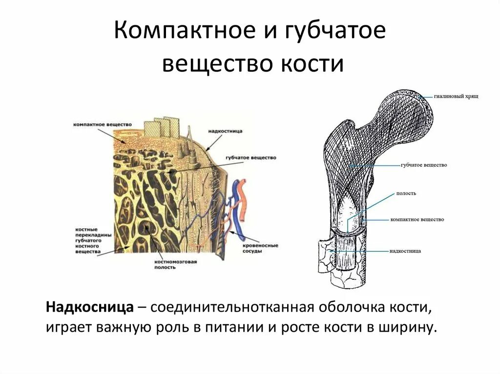 Строение компактного и губчатого вещества кости. Строение костей губчатое и компактное вещество. Костная ткань компактное вещество губчатое вещество. Строение компактного вещества кости.