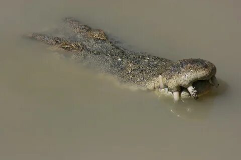 Крокодил в воде