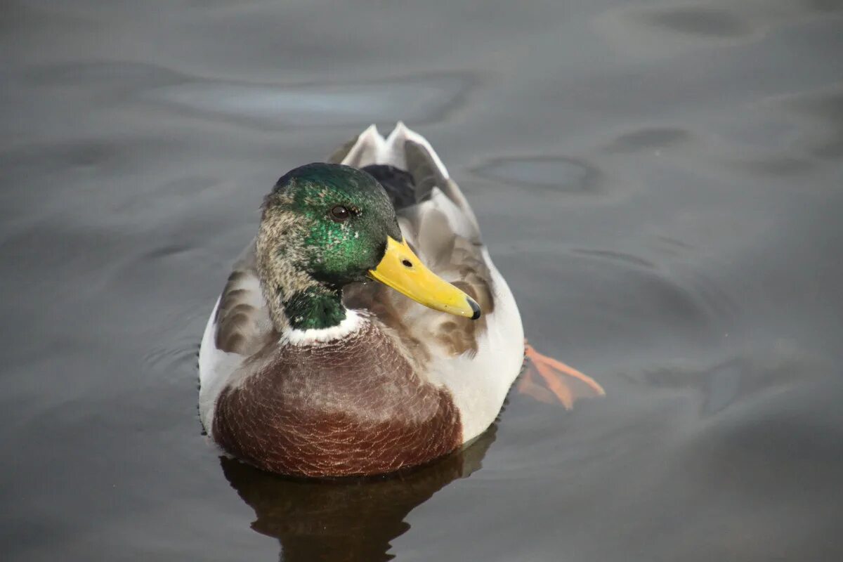 самый богатый селезень