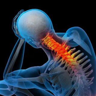 Your spine